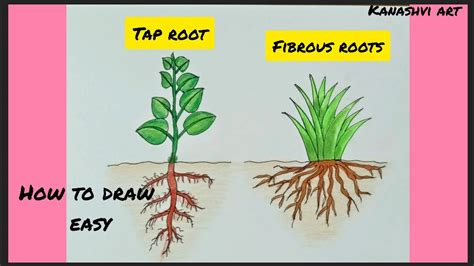 Parts Of Fibrous Roots