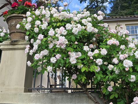 'Cecile Brunner' rose in a Seattle garden. | Beautiful roses, Cecile brunner rose, Rose