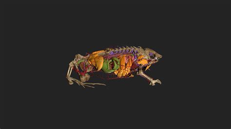 Hemisus guineensis CAS-H-253533 internal anatomy - Download Free 3D ...