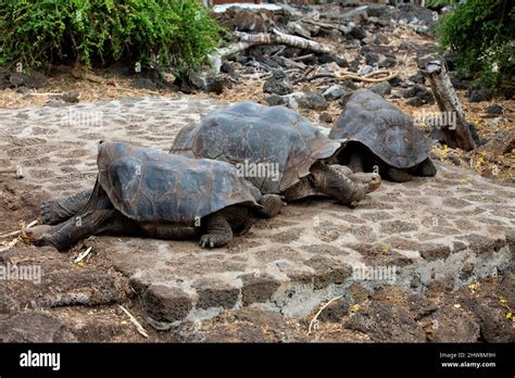 Saddleback galapagos tortoise hi-res stock photography and images - Alamy