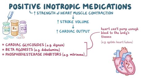 Positive inotropic medications: Video & Anatomy | Osmosis