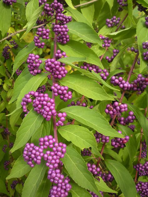 'Beauty Berry' is a stunning fall shrub with neon purple berries. | Neon purple, Shrubs, Plants