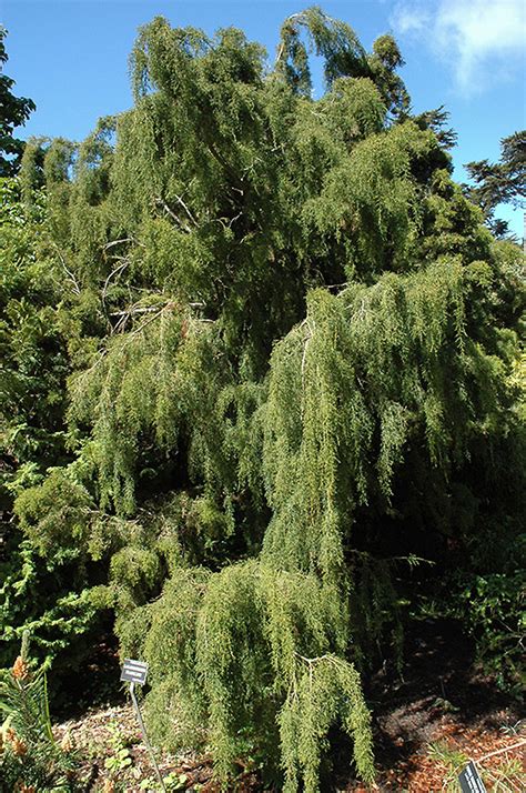 Huon Pine (Lagarostrobos franklinii) in Greensboro High Point Winston-Salem Summerfield North ...