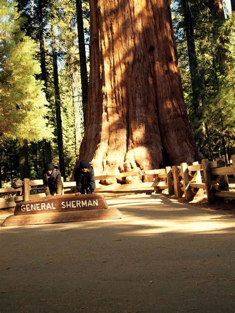 LIVE IN THE WILD: SEQUOIA NATIONAL PARK