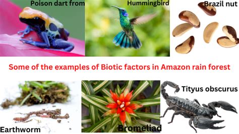 What are the Biotic factors in the amazon rainforest? - ScienceQuery