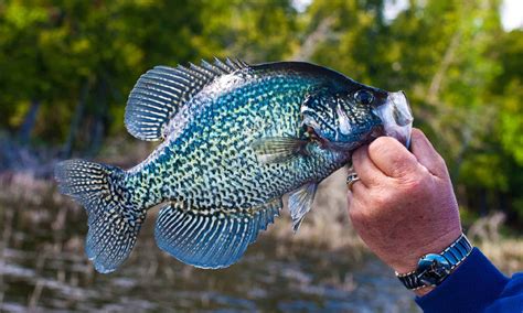 Discover the Largest Black Crappie Ever Caught in Louisiana