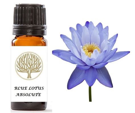 High quality 100% Pure Blue Lotus Absolute Oil Use in | Etsy