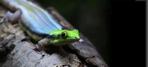 Peoria Zoo Neon Day Gecko - Peoria Zoo