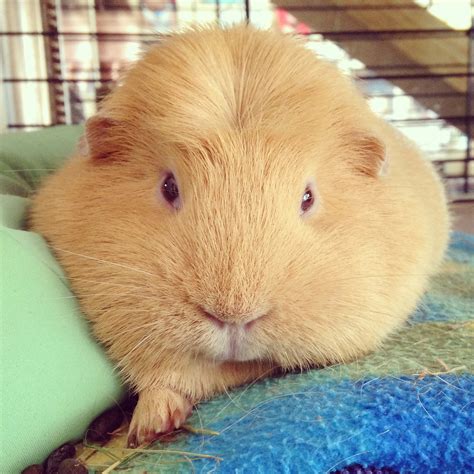 Crested For Sale | Guinea Pigs | Breed Information | Omlet