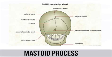 Mastoid Process - World Wide Lifestyles | Weight loss and Gain Tips