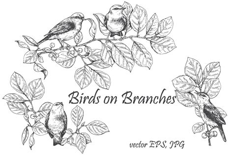 Birds on Branches Sketch Graphic by Valentyna_S · Creative Fabrica