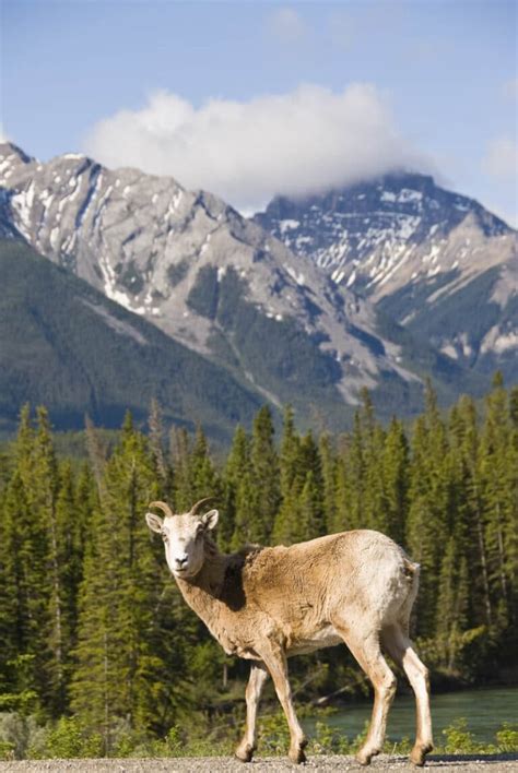 Camping in Jasper National Park: A Practical Guide — The Discoveries Of