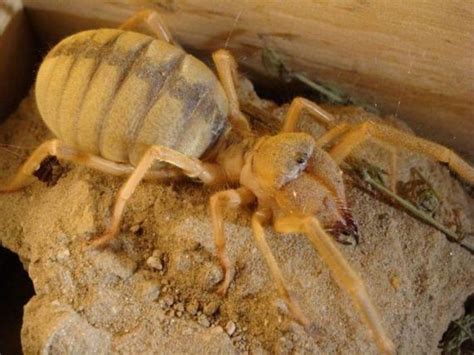 Camel Spiders - Barnorama