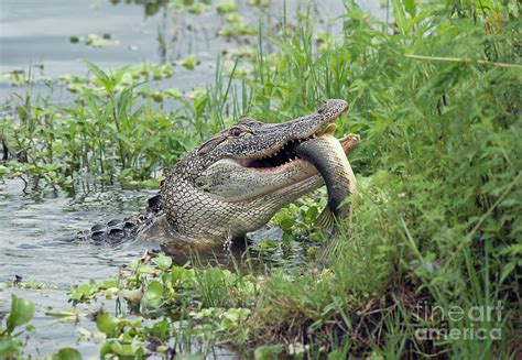 Alligator eating a large fish Photograph by Svetlana Foote | Pixels