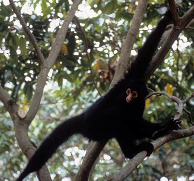 Black spider monkey – Wisconsin National Primate Research Center – UW ...