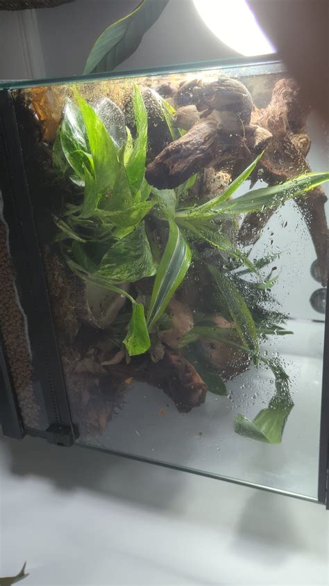 Opinions on Vivarium Set-up : r/Vivarium