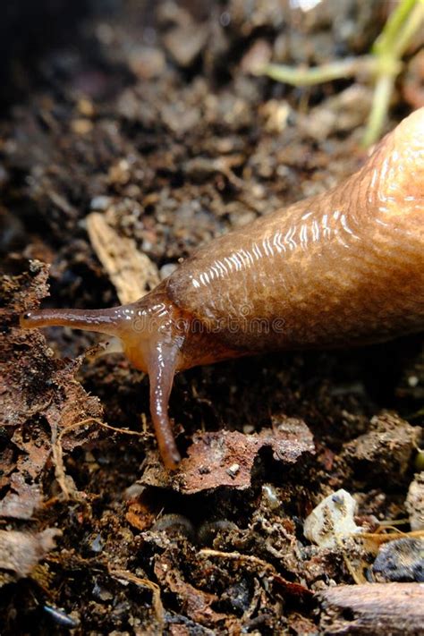 Common Garden Slug stock photo. Image of close, leaf - 236170016