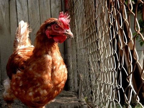 Chicken In Cage Stock Photo - Image: 57225676