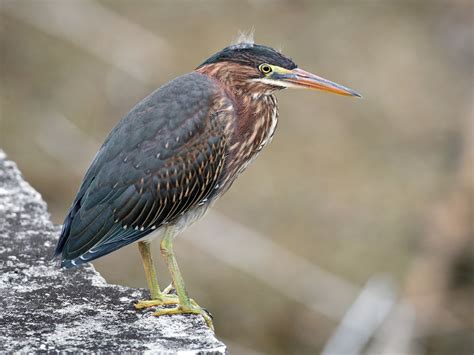 Green Heron - Texas eBird