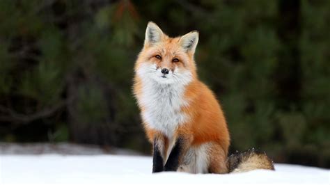 Fox 4K Wallpapers - Top Free Fox 4K Backgrounds - WallpaperAccess