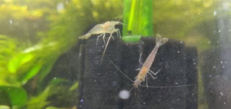 Shrimp Tank Filters: The Beginner’s Guide | Shrimp Science