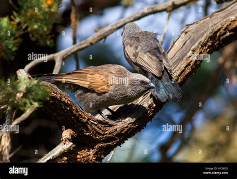 Apostle Wilpena Pound pair wildlife birds outback Flinders Ranges South Australia Australian ...