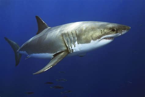 Fascinating Facts About Great White Sharks