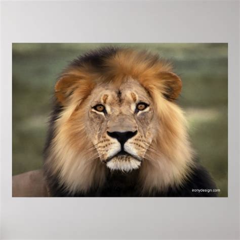 The Lion Poster | Zazzle.com