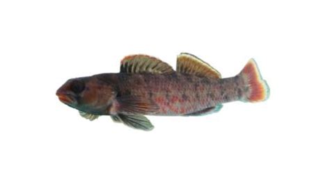 Fishing for Lipstick darter: Fish Species – FishAngler.com