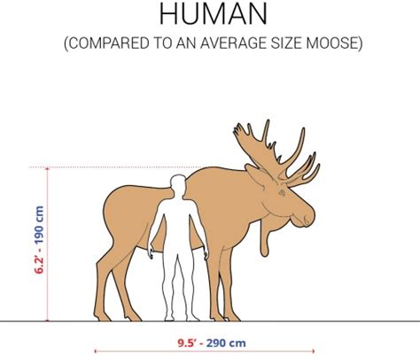 5 Weird Images That Show How Big a Moose Is - BSS news