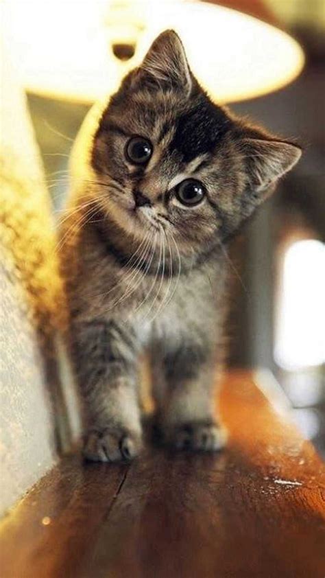 Cute Cat, real cats HD phone wallpaper | Pxfuel