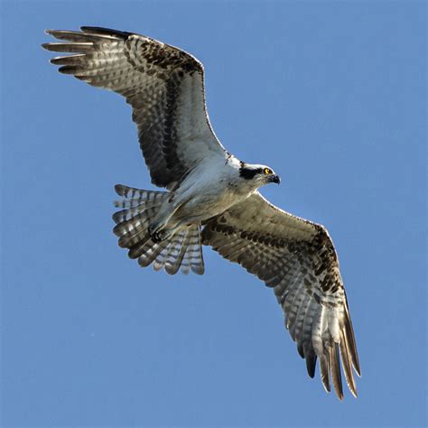 Osprey: Fish-eater returns as breeder in Cook County | My Chicago Botanic Garden