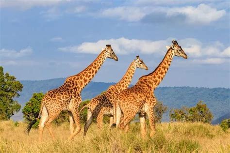 USAID project secures giraffe population - Tanzania