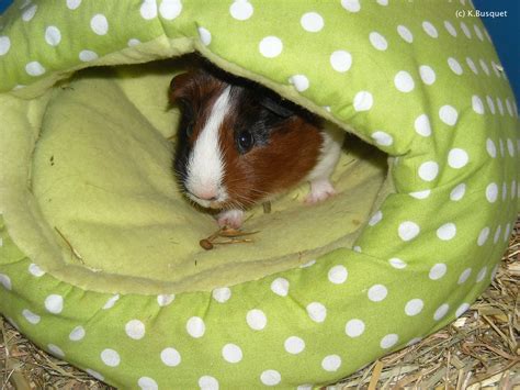 Funny Guinea Pig wallpaper for desktop |Funny Animal