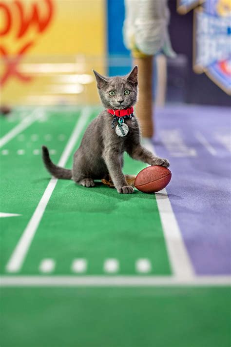 Kitten Bowl 2018 photos: the best way to spend your weekend