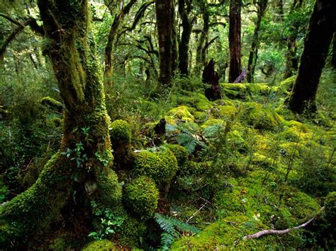 Nuova Zelanda | Parchi nazionali, Nuova zelanda, Foreste