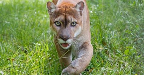 Florida Panther Pictures - AZ Animals