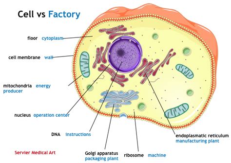 Picture Of Animal Cell Nucleus : Cell Organelles Plant Cell Vs Animal ...