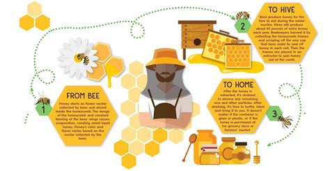 From bee to beekeeper - how is honey made?