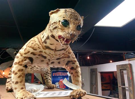 18 times taxidermy went very, very wrong