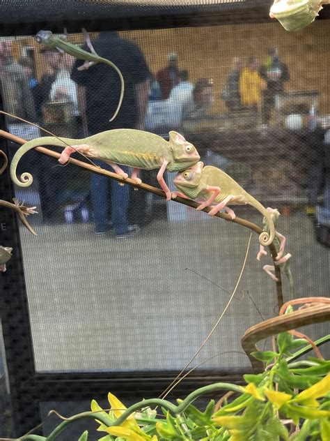 The reptile expo had some cuties for sure : r/reptiles