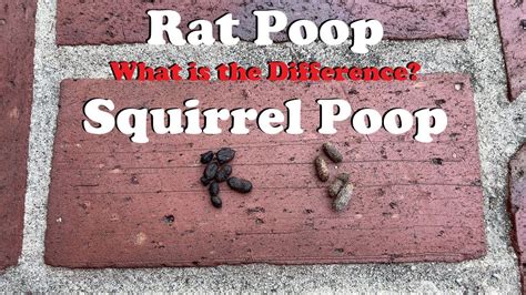 Roof Rat Poop Sales Cheap, Save 40% | jlcatj.gob.mx