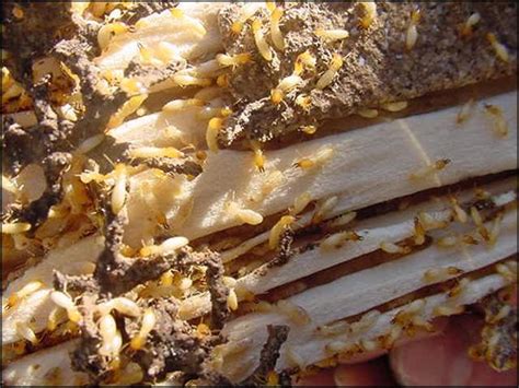 Learn More About Termite Colony Structures | Orkin