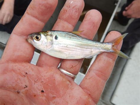 Threadfin Shad (Dorosoma petenense) · iNaturalist.org