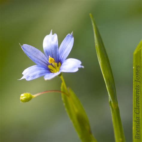 Common Blue-eyed Grass – Tendrils