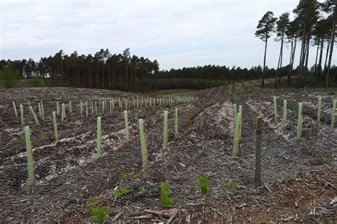 Crowthorne Forest | Replanting trees lost in a forest fire a… | Flickr