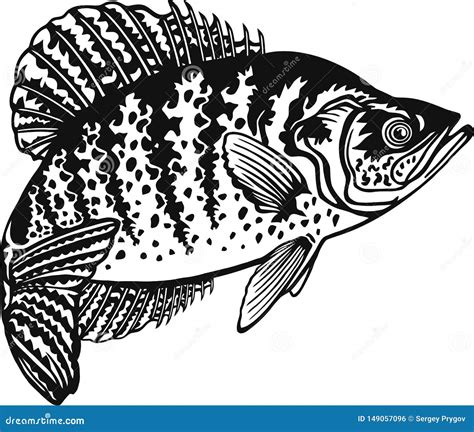 Crappie Fish Side Drawing Cartoon Vector | CartoonDealer.com #123421457