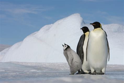 Antarctica, Snow Hill Island, Two by Paul Souders