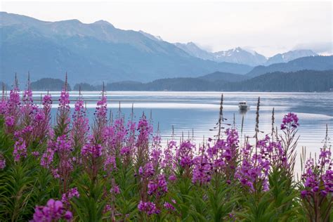 Plan your Homer Alaska Trip Now!