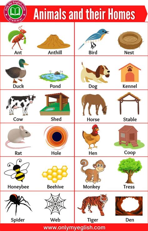 Animals and their Homes | Houses of Animals | Animals and their homes, English activities for ...